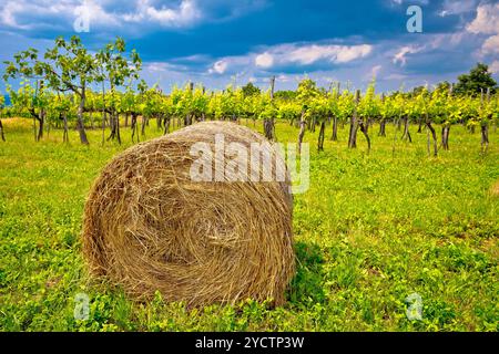 Weinberg und Heu Ballen im Inneren Istriens Stockfoto