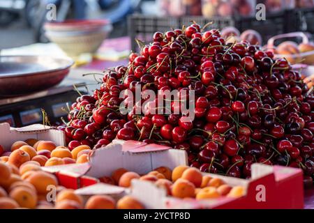 Mountain of fresh ripe red cherries and boxes of apricots displayed at farmers market. Natural seasonal fruit produce in direct sunlight. Fresh local Stockfoto