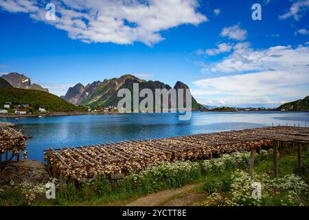 Fischköpfe trocknen auf Racks Stockfoto