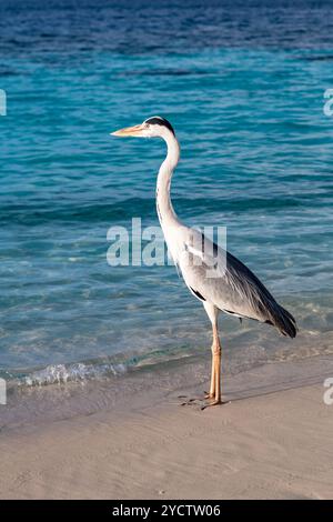 Grau-Chiron am Strand. Malediven Indischer Ozean. Stockfoto