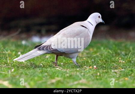 Eine eurasische Taube läuft im Gras. Streptopelie Decocto Stockfoto