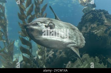 Nahaufnahme eines Sonnenfisches des Ozeans (Mola Mola) Stockfoto