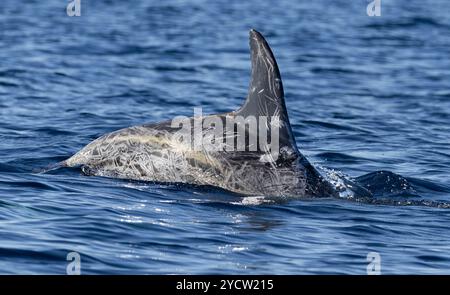 Nahaufnahme eines Rissodelfins beim Tauchen in der Nähe der Küste der Insel Pico (Azoren) Stockfoto