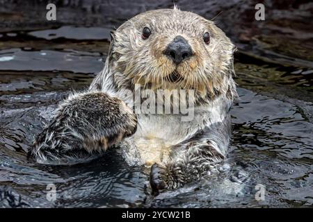 Frontale Nahaufnahme eines Seeotters (Enhydra lutris) Stockfoto