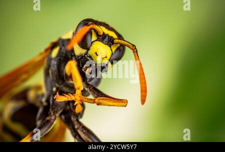 Wespenkopf Makroaufnahme Stockfoto