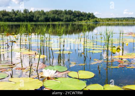 Sommerlandschaft mit Seerose Blumen im sonnigen Tag Stockfoto