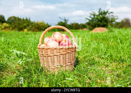 Hölzerne Weidenkorb mit frischen Reifen Äpfel im Garten auf dem grünen Rasen im Sommer Stockfoto