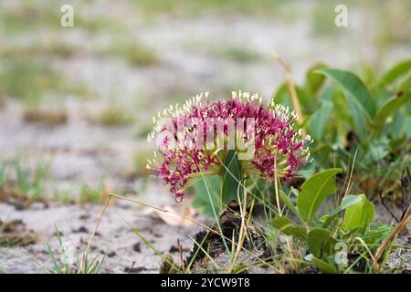 Blutlilienblume, Specie Scadoxus, Multiflorus-Familie von Amaryllis gegen blauen Himmel. Kafue Nationalpark, Sambia Stockfoto