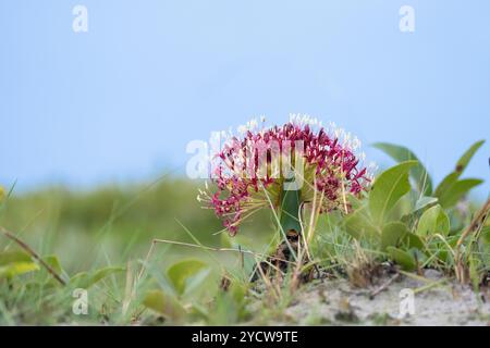 Blutlilienblume, Specie Scadoxus, Multiflorus-Familie von Amaryllis gegen blauen Himmel. Kafue Nationalpark, Sambia Stockfoto