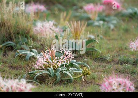 Blutlilienblume, Specie Scadoxus, Multiflorus-Familie von Amaryllis gegen blauen Himmel. Kafue Nationalpark, Sambia Stockfoto