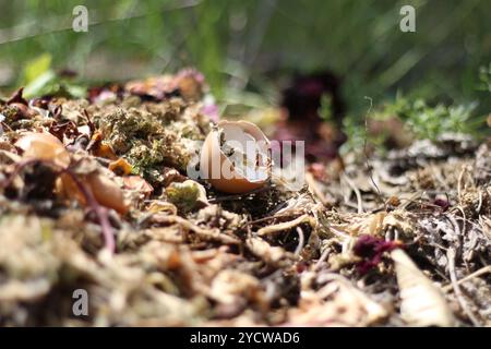 Ein großer Haufen dunkler, nährstoffreicher Kompost in einer natürlichen Gartenumgebung, bereit für die Bodendüngung. Ideal für Gartenarbeit, Nachhaltigkeit und Bio Stockfoto