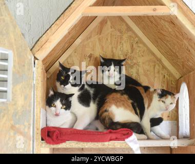 Delitzsch, Deutschland. Oktober 2024. Das Delitzsch Tierheim hat sehr schüchterne Katzen in einem Katzenhaus mit einer eigens dafür gebauten Tür. Die Samtpfoten stammen von einem gefundenen Tier aus dem Tierheim und warten nun darauf, wieder aufgenommen zu werden. Die Mitarbeiter des Tierheims des Tierschutzverbandes Delitzsch müssen sich derzeit um eine ungewöhnlich große Anzahl von „Stoppelkatzen“ kümmern, die im Herbst geboren wurden. Mehr als die Hälfte der rund 90 Samtpfoten, die im Tierheim gepflegt werden und darauf warten, wieder aufgenommen zu werden, sind Babys und Kätzchen. Quelle: Waltraud Grubitzsch/dpa/Alamy Live News Stockfoto