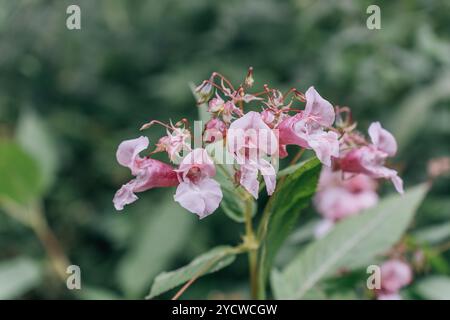 Invasive rosafarbene Himalaya-Balsam- oder Impatiens glandulifera-Blüten in einer ruhigen natürlichen Umgebung. Stockfoto