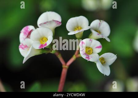 Weiße und rosafarbene Blüten-Cluster-Makro, unscharfer Hintergrund grün und schwarz Stockfoto