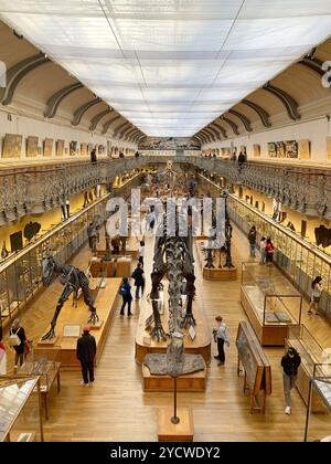 Skelette für Tiere und Dinosaurier in der Galerie für Paläontologie und vergleichende Anatomie, Französisches Naturkundemuseum im Jardin des Plantes, Par Stockfoto