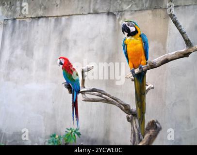 Zwei Aras, die auf Ästen sitzen, ein roter und blauer Ara und ein gelber und blauer Ara. Roter Ara ist im Hintergrund. Einfache Wand. Hintergrund. Stockfoto