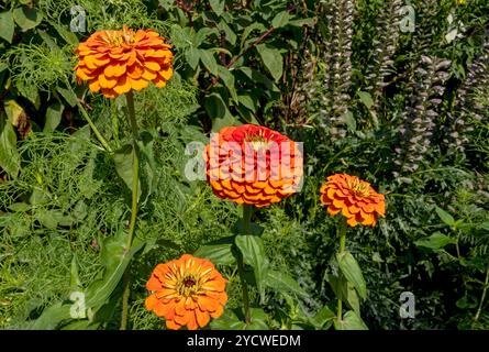 Nahaufnahme von Orangen-Zinnien-Blüten blühende Blüten im Grenzbereich im Sommer England Großbritannien Großbritannien Großbritannien Großbritannien Großbritannien Großbritannien Großbritannien Großbritannien Großbritannien Großbritannien Großbritannien Großbritannien Großbritannien Großbritannien Großbritannien Großbritannien Großbritannien Großbritannien Großbritannien Großbritannien Großbritannien Großbritannien Großbritannien Stockfoto