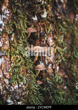 Pilze wachsen aus einem Baum Stockfoto