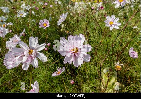 Nahaufnahme der rosa Kosmos-Blüten der Rosenpikotee blüht im Sommer Garten Border Blumenbeet England Vereinigtes Königreich GB Großbritannien Großbritannien Großbritannien Großbritannien Großbritannien Großbritannien Großbritannien Großbritannien Großbritannien Großbritannien Großbritannien Großbritannien Großbritannien Stockfoto