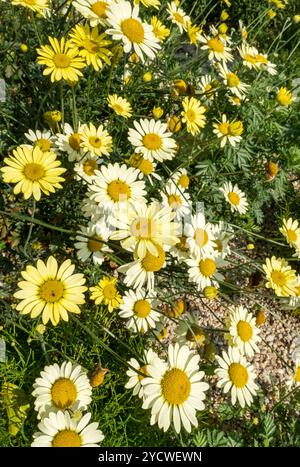 Nahaufnahme der gelben marguerite marguerites Gänseblümchen Blüten blühend im Sommer wächst England Großbritannien Großbritannien GB Great Britai Stockfoto