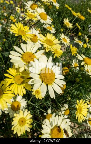 Nahaufnahme der gelben marguerite marguerites Gänseblümchen Blüten blühend im Sommer wächst England Großbritannien Großbritannien GB Great Britai Stockfoto