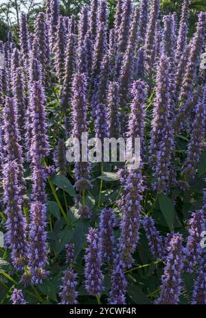 Nahaufnahme von violetten agastache Blüten im Sommer Garten Border Blume Beet England Großbritannien Großbritannien Großbritannien Großbritannien Großbritannien Großbritannien Großbritannien Großbritannien Großbritannien Großbritannien Großbritannien Großbritannien Großbritannien Großbritannien Stockfoto