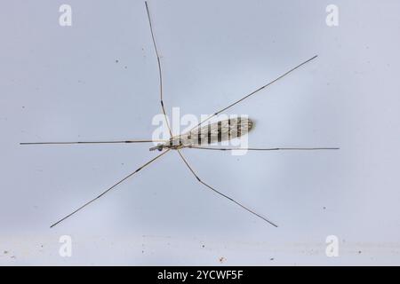 Cranefly oder Papa-Longlegs mit gefalteten Flügeln, Cornwall, Großbritannien. Stockfoto
