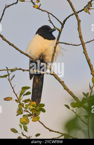 Eurasische Elster (Pica pica), die im Morgenlicht auf einem Baum thront, Devon, Großbritannien. Stockfoto