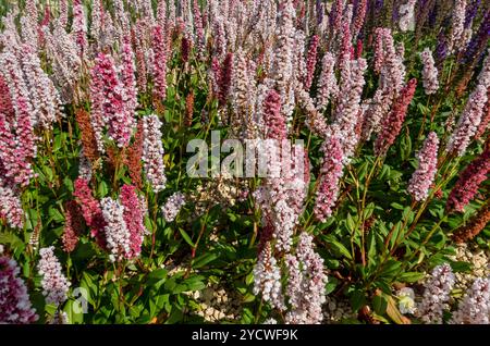 Nahaufnahme von rosa Persicaria affinis Blüten im Sommer Garten Border Blumenbeet England Vereinigtes Königreich GB Großbritannien Großbritannien Großbritannien Großbritannien Großbritannien Großbritannien Großbritannien Großbritannien Stockfoto
