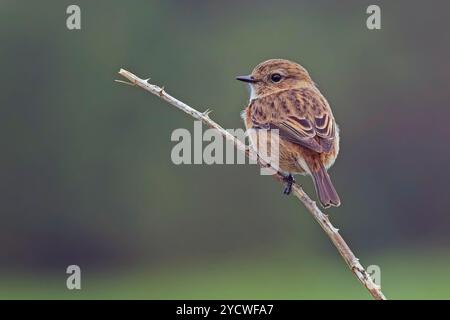 Gewöhnlicher oder europäischer Stonechat (Saxicola rubicola) ein herbstliches Weibchen oder Jugendlicher auf Bramble, Cornwall, Vereinigtes Königreich. Stockfoto