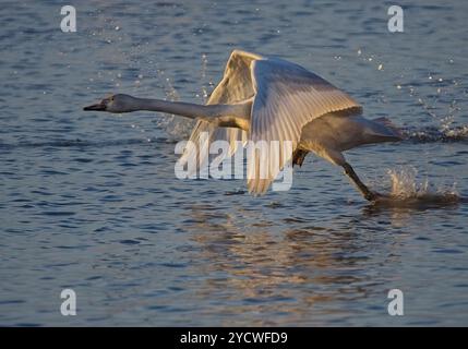 Juvenile Whooper Swan (Cygnus cygnus) startet bei Sonnenuntergang, Welney WWT, Norfolk, Großbritannien Stockfoto