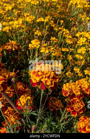 Nahaufnahme von orangen französischen Ringelblumen tagetes Blumen wachsen im Gartenblumenbeet Grenzsommer England Großbritannien Großbritannien Großbritannien Großbritannien Großbritannien Großbritannien Großbritannien Großbritannien Großbritannien Großbritannien Großbritannien Großbritannien Großbritannien Großbritannien Großbritannien Großbritannien Großbritannien Großbritannien Stockfoto