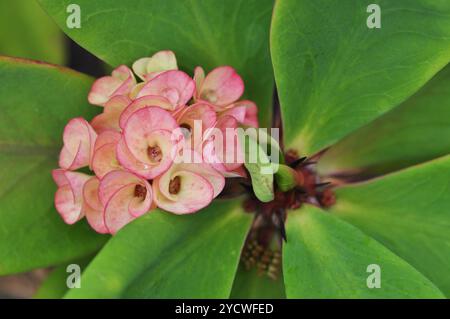 Rosa und cremefarbene Blumen Cluster Makro, verschwommener Hintergrund grüne Blätter, Outdoor Pflanze, neues Leben, Flora, tropische Blumen Stockfoto