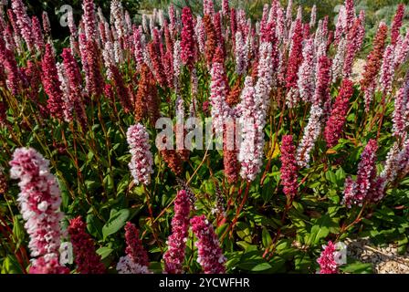Nahaufnahme von rosa Persicaria affinis Pflanzenpflanzen Blüten im Sommer Garten Border Blume Beet England Vereinigtes Königreich GB Großbritannien Großbritannien Großbritannien Großbritannien Großbritannien Großbritannien Großbritannien Großbritannien Großbritannien Stockfoto