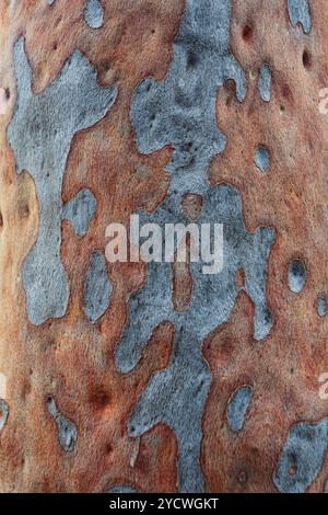 Die Rinde des gefleckten Gummibaums Eucalyptus maculata Stockfoto