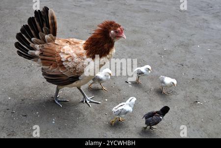 Huhn mit Küken, fünf Hühner mit Mutterhuhn, Mutter und Babys Stockfoto