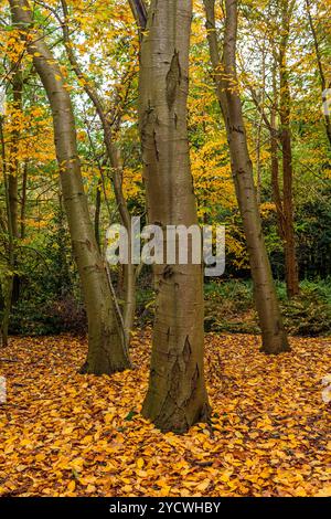 Herbstbäume mit orangefarbenen, gelben und grünen Blättern auf dem Boden, Koekelare Forest, Region Brügge, Belgien. Stockfoto
