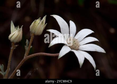 Flanellblume australische einheimische Buschblume weiche Samtblume mit zwei Knospen, Makrofoto im australischen Busch Stockfoto