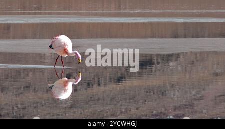 Rosafarbener Flamingo, der seine Reflexion im Wasser betrachtet. Bolivien altiplano, Spiegelbild des hübschen Flamingos Stockfoto