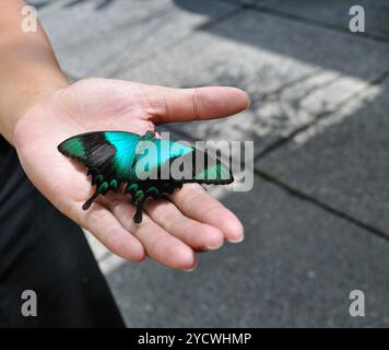 Wunderschöner Schmetterling türkisgrün, großer tropischer Schmetterling an der Hand einer Person Stockfoto