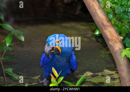 Hyazinth Ara Blauer Papagei, der auf dem Boden sitzt und seitlich zwischen Laub schaut Stockfoto