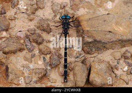 Libelle sitzt auf Sandsteinboden. Herrliche, ruhende Libelle, Doppelflügel, große blaue Augen, Makrofoto aus der Nähe Stockfoto