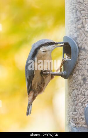 Nuthatch, Sitta europaea, Fütterung von Sonnenblumenherzen in Vogelfuttermitteln. Hintergrund der gelben Ahornblätter, Oktober, Großbritannien. Stockfoto