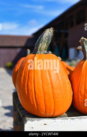 Nahaufnahme von orangefarbenem großen Halloween-Kürbis, der zum Schnitzen auf Holzregalen zum Verkauf auf dem Markt verwendet wurde Stockfoto