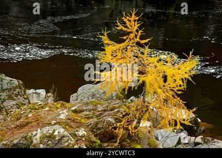 Logie Steading Forres Scotland ein Spaziergang am Ufer des Flusses Findhorn, einer kleinen Lärche in Herbstfarben Stockfoto