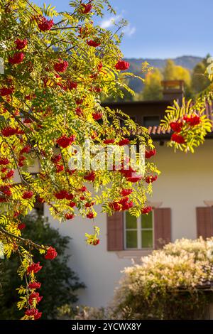 Große Haufen von eberesenbeeren hängen von einem Zweig und einem Alpenhaus Hintergrund Stockfoto