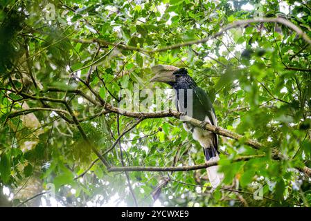 SCHWARZ-WEISS CASQUED HORNBILL (Bycanistes subzylindricus im Serenada Eco Resort - Uganda Stockfoto