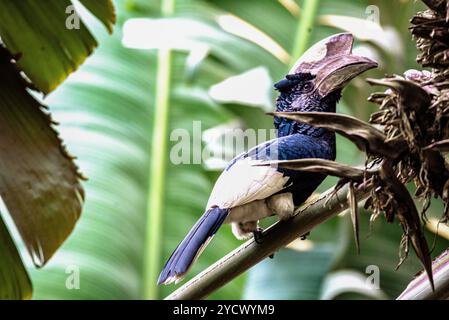 SCHWARZ-WEISS CASQUED HORNBILL (Bycanistes subzylindricus im Serenada Eco Resort - Uganda Stockfoto