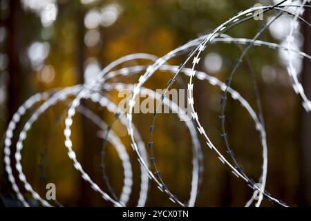Stacheldraht-Sicherheitszaun. Scharfer runder Stacheldraht über dem Hintergrund des Grenzwaldes. Selektive Fokusaufnahme. Stockfoto