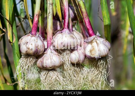 Frisch Knoblauch Zwiebeln trocknen in der freien Natur geerntet. Vegetarische Ernährung Stockfoto